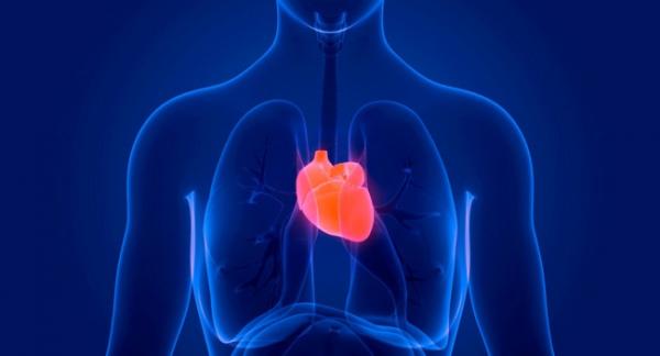 Почему клетки сердца взрослых людей не восстанавливаются  — исследование